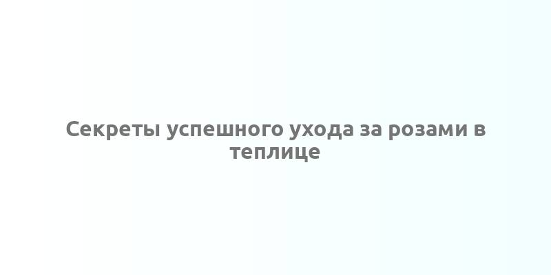 Секреты успешного ухода за розами в теплице