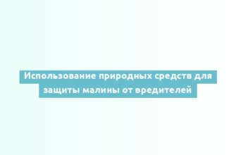 Использование природных средств для защиты малины от вредителей