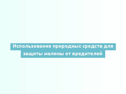 Использование природных средств для защиты малины от вредителей