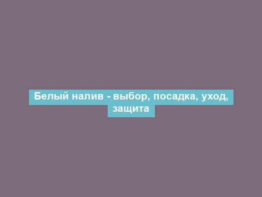 Белый налив - выбор, посадка, уход, защита