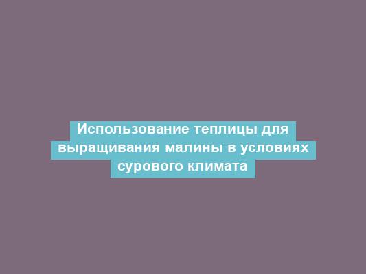 Использование теплицы для выращивания малины в условиях сурового климата